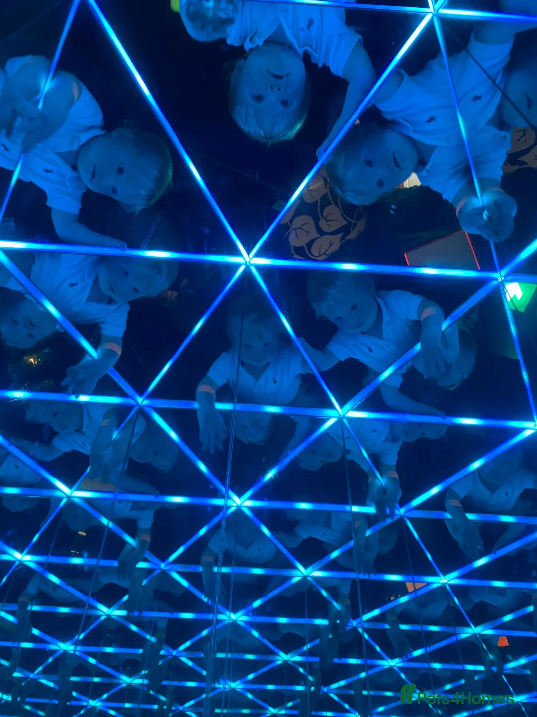 Labrador Retriever dogs for sale: Gorgeous KC registered Labrador puppies  - Advert 11