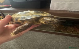 Tortoise reptiles for sale: Horsefield tortoise - Image 3