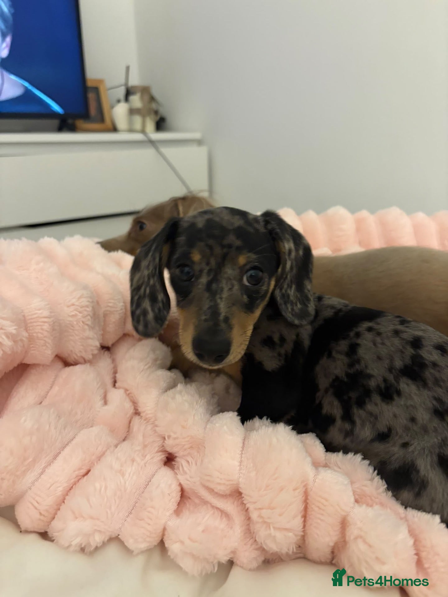Miniature Dachshund dogs miniature dapple boys  - Advert 1