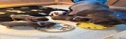 French Bulldog dogs for sale: KC registered French bulldog puppies  in Congleton - Advert 9