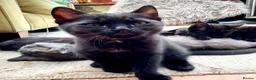 British Shorthair cats for sale: British Shorthair kittens - Advert 10