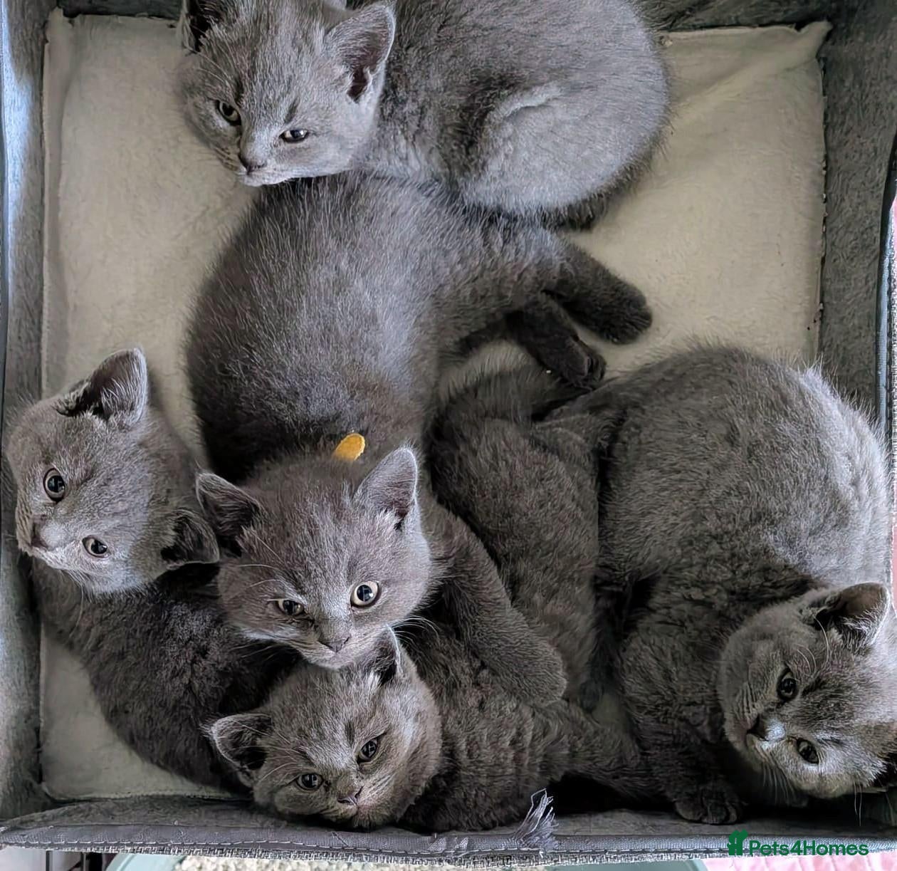 British Shorthair cats ❤️❤️Stunning GCCF Beautiful BSH kittens ❤️❤️  - Advert 2
