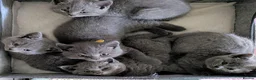 British Shorthair cats for sale: ❤️❤️Stunning GCCF Beautiful BSH kittens ❤️❤️  - Advert 7