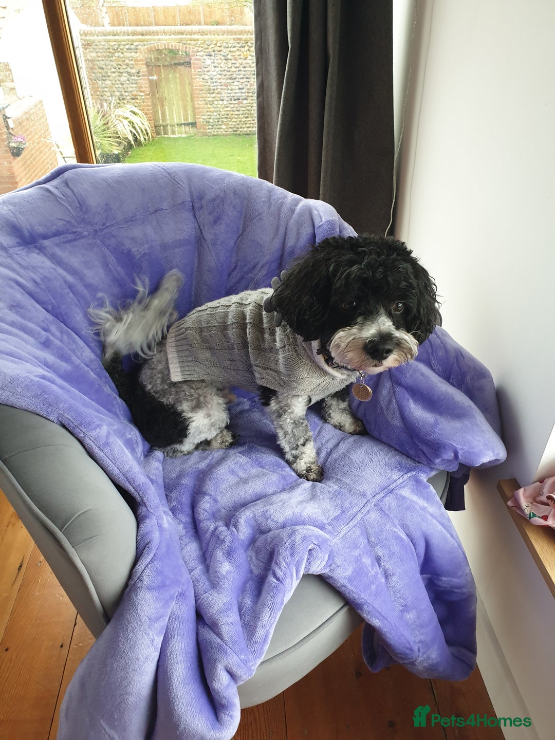 Cavachon dogs for sale: Up for adoption - Image 6