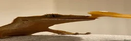 Gecko reptiles for sale: crested gecko in Middlesbrough - Advert 7