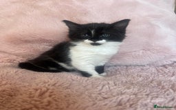Mixed Breed cats for sale: Maine coon cross ragdoll kittens - Image 13