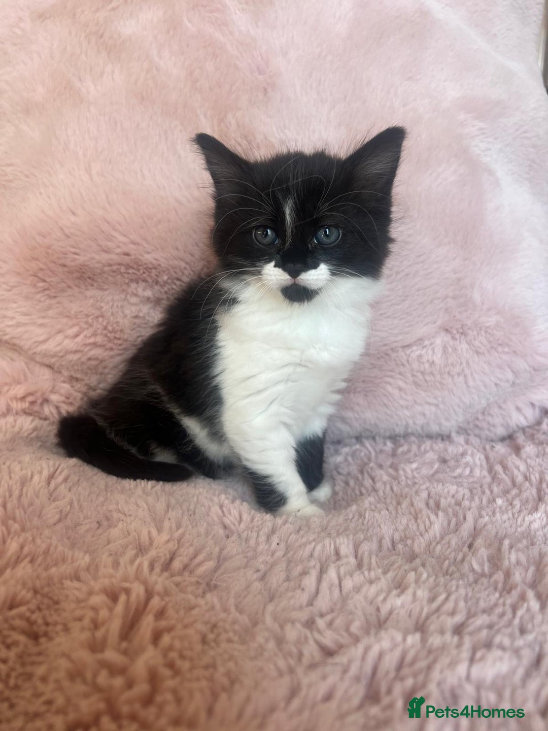 Mixed Breed cats for sale: Maine coon cross ragdoll kittens - Image 13