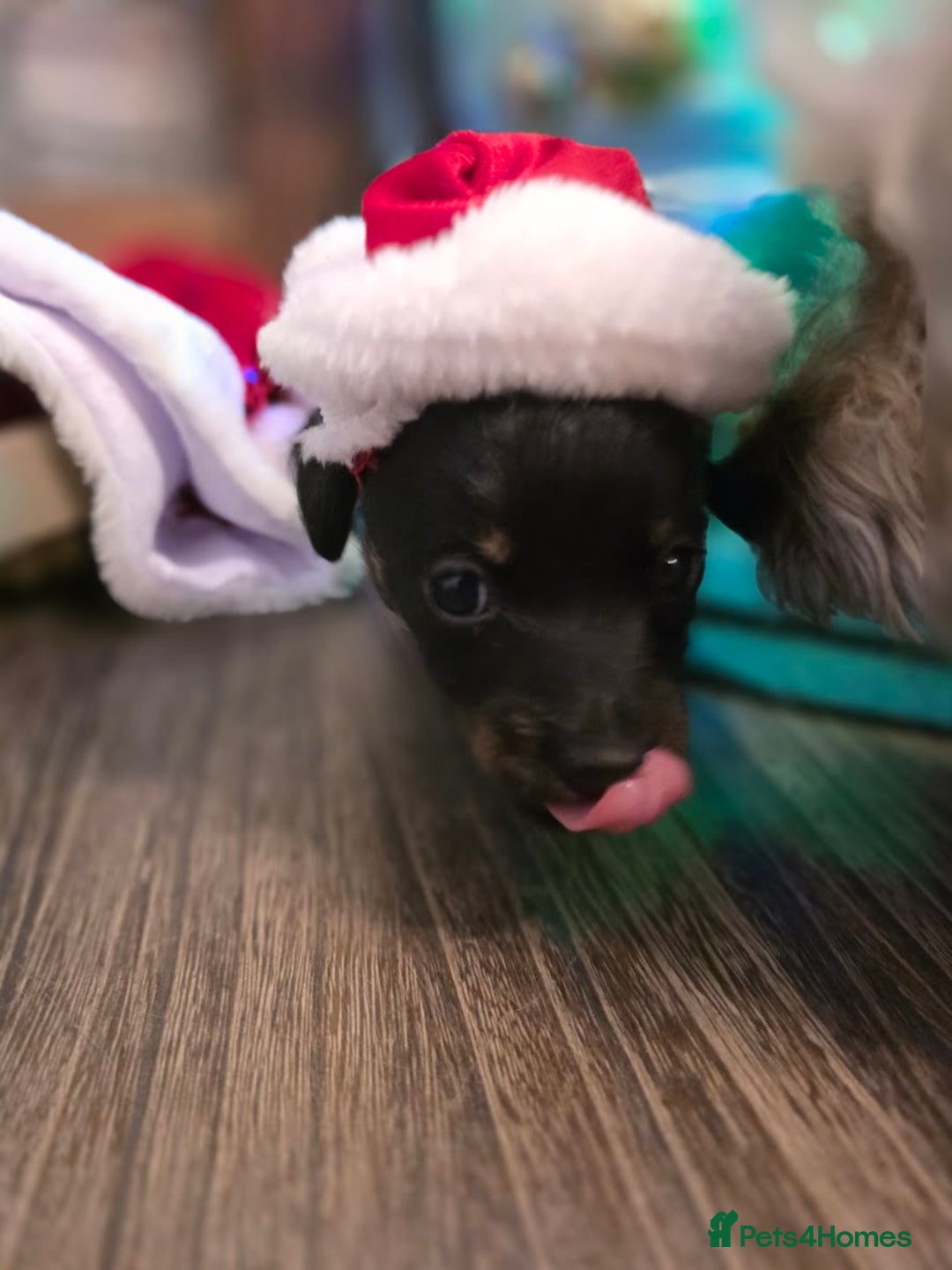 Mixed Breed dogs for sale: Miniature Dachshund x Bichon Havanese Puppies - Advert 12