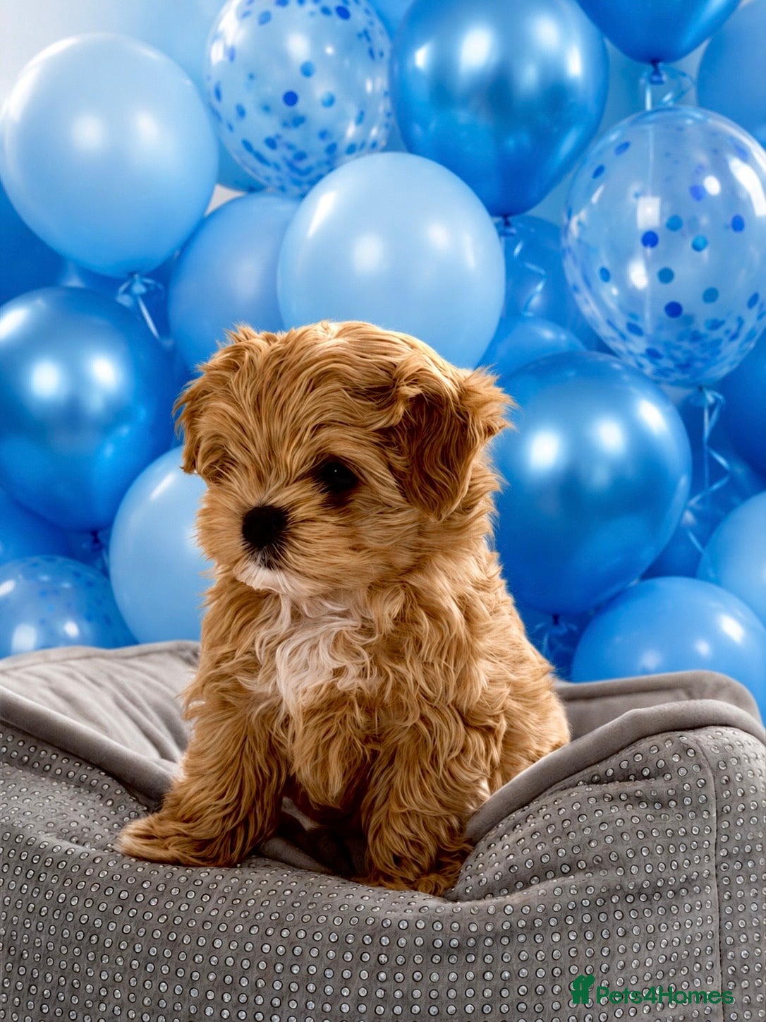 Maltipoo dogs 💎  Luxury  Asian  Maltipoo DNA Tested  Parents 💎 - Advert 13