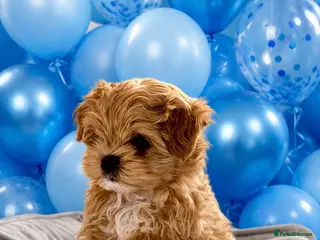 Maltipoo dogs 💎 Luxury Asian Maltipoo DNA Tested Parents 💎 - Advert 7