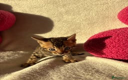 Bengal cats for sale: True to type bengal kittens - Advert 8