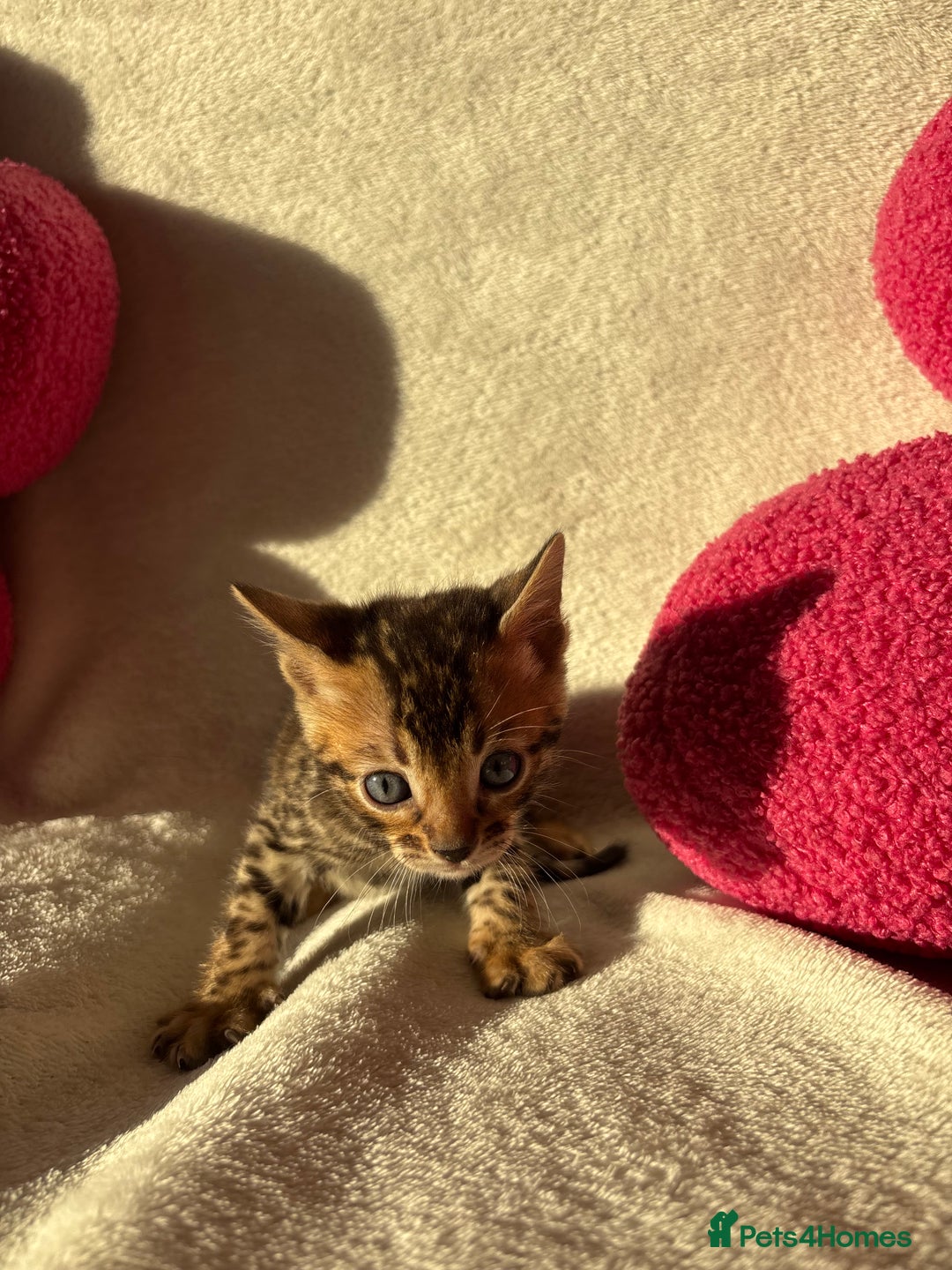 Bengal cats for sale: True to type bengal kittens - Advert 8