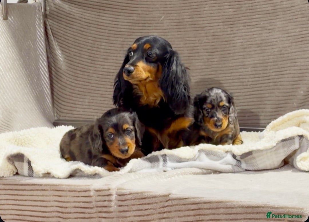 Miniature Dachshund dogs for sale: STUNNING LONG HAIRED KC MINI DACHSHUND PUPPIES - Advert 10
