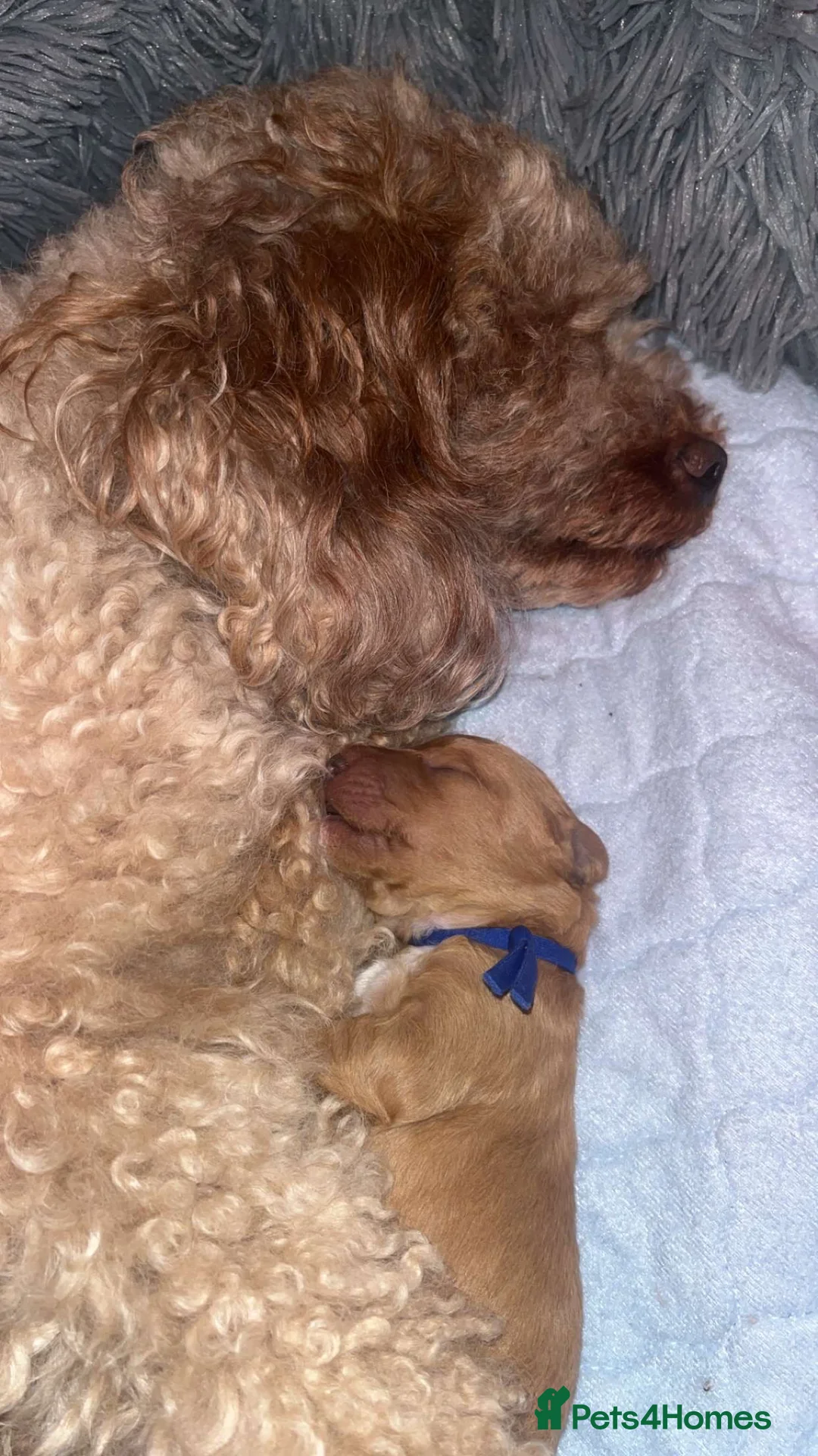 Australian Labradoodle dogs for sale: Australian Labradoodle puppies  - Advert 4