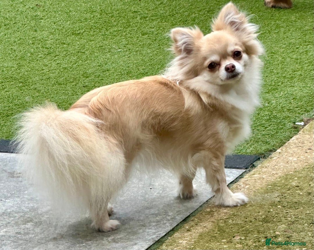 Chihuahua dogs for sale: Stunning KC registered long coat chihuahuas boys - Image 18