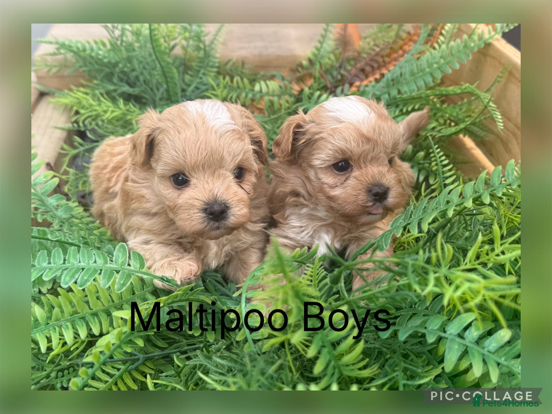 Maltipoo dogs Maltipoo Babies  - Advert 1