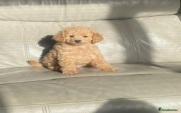 Toy Poodle dogs for sale: Beautiful Toy Poodle Puppy - Advert 11