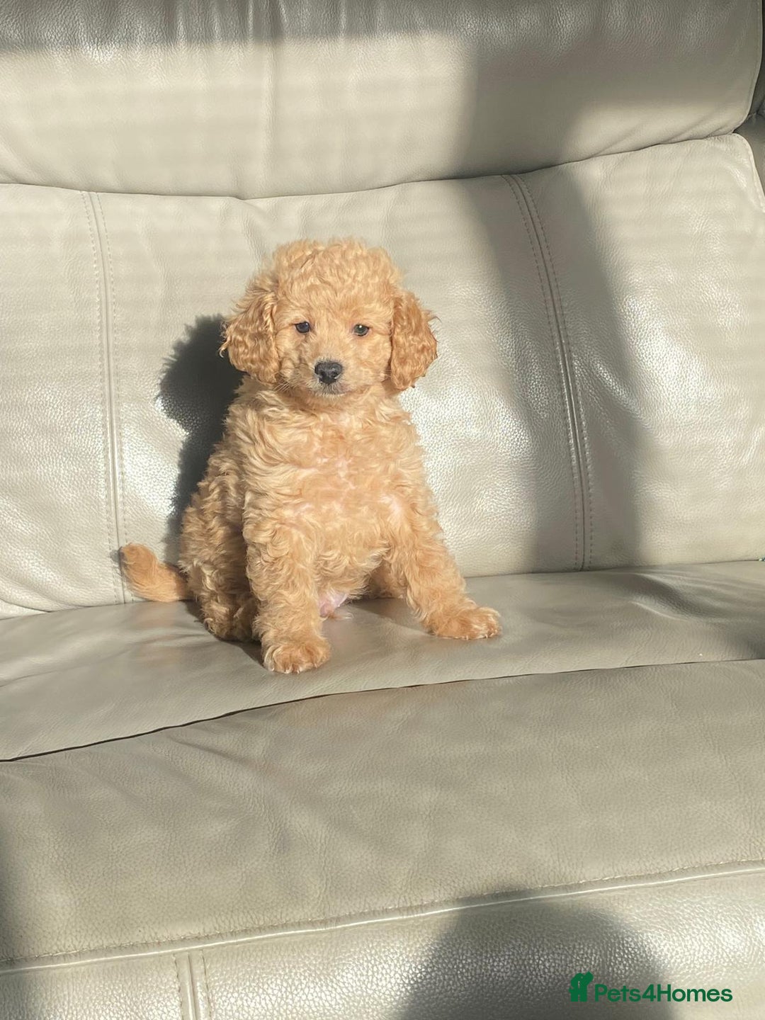 Toy Poodle dogs for sale: Beautiful Toy Poodle Puppy - Advert 11