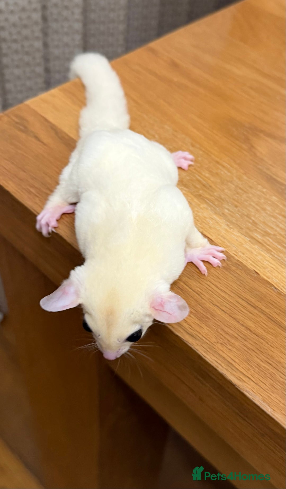 Sugar Glider rodents for sale:  2 Female Sugar Gliders – 5 Months Old (Tame) - Image 3