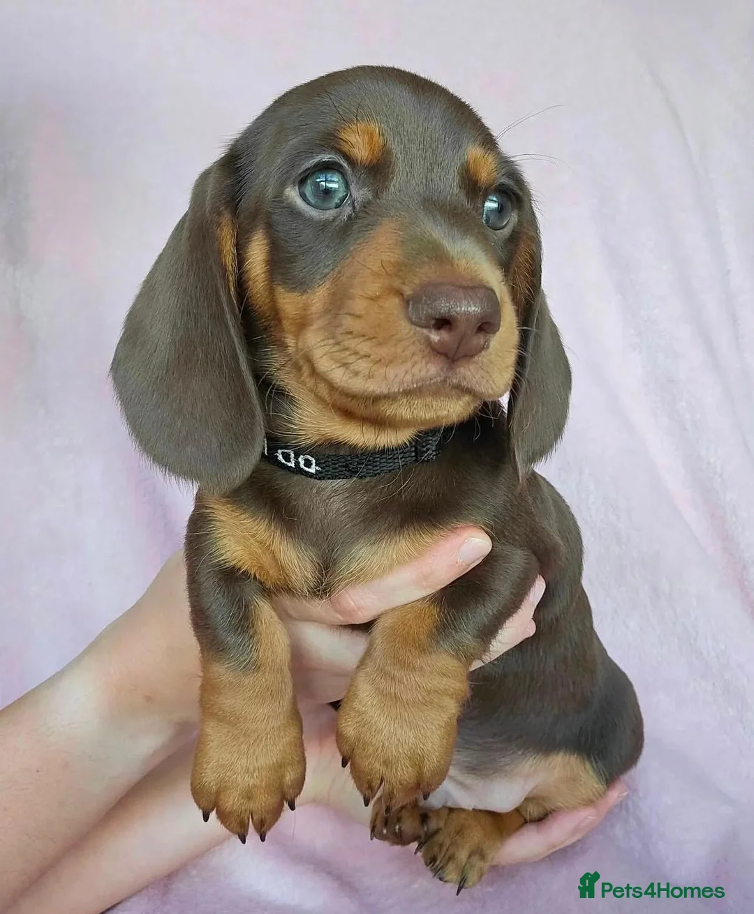 Miniature Dachshund dogs for sale: Magnificent miniature Dachshund puppies. in Northampton - Advert 2