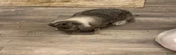 French Lop rabbits for sale: Coco  in Sunderland - Advert 3
