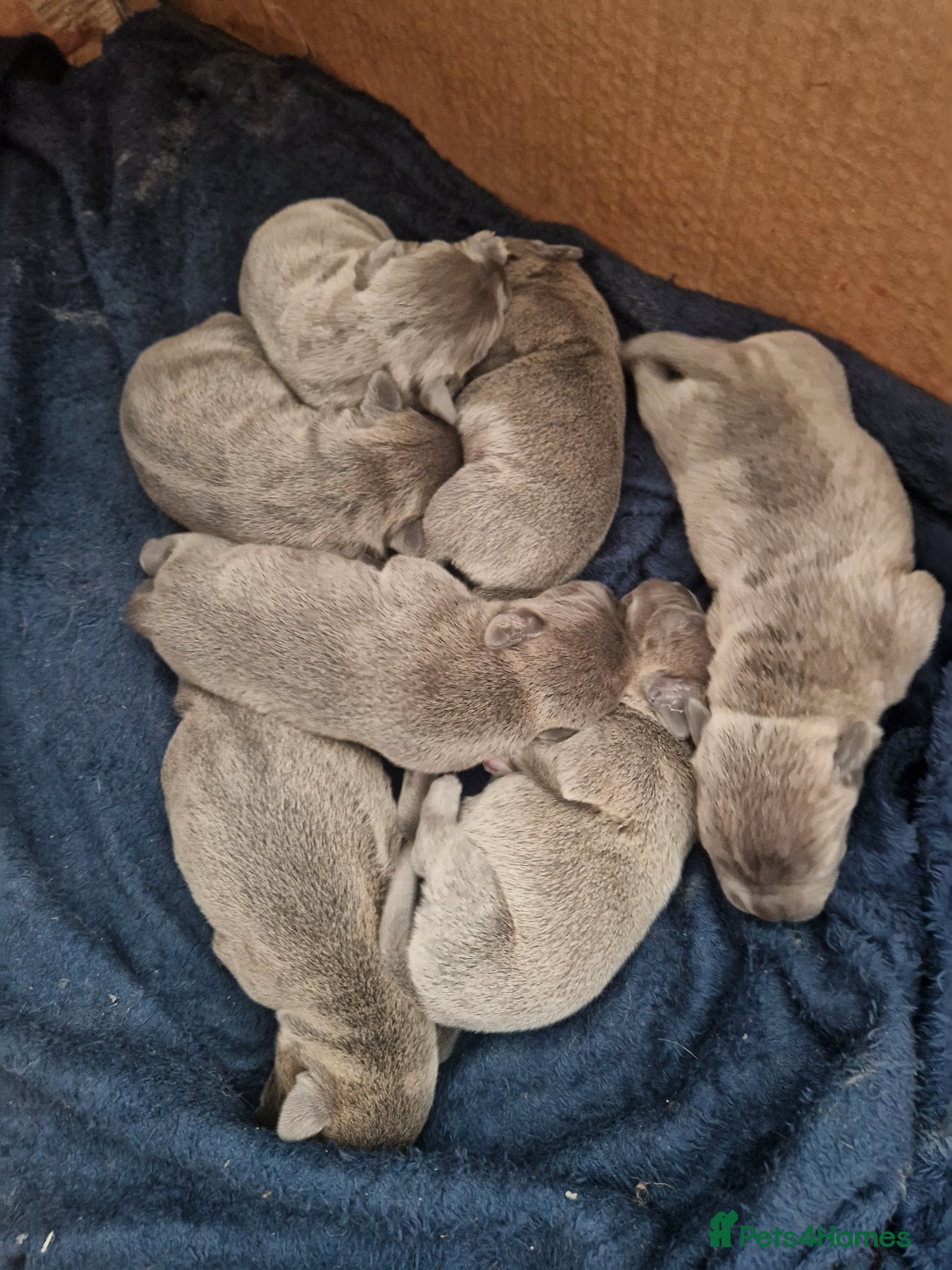 Staffordshire Bull Terrier dogs Blue Staffordshire bull terrier puppies - Advert 3