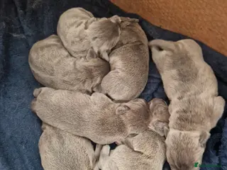 Staffordshire Bull Terrier dogs Blue Staffordshire bull terrier puppies - Advert 13