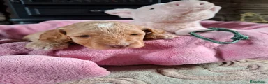 Cockapoo 7