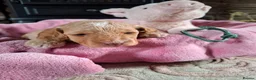 Cockapoo dogs for sale: Beautiful Cockapoo Puppies For Sale  in Leyland - Advert 11