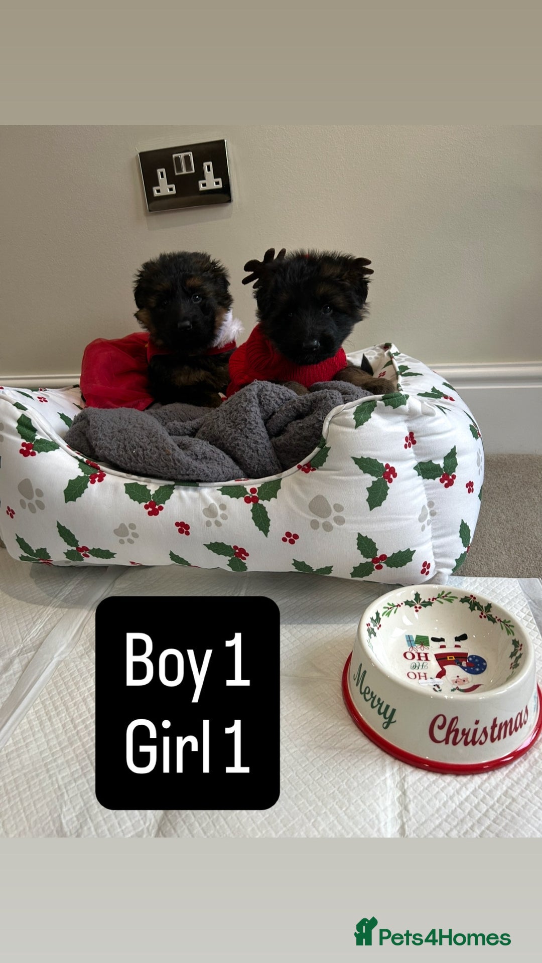 German Shepherd dogs for sale: Premium Pedigree GSD Puppies – Champion Bloodlines - Advert 6