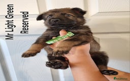 German Shepherd dogs for sale: 12 Czech KC Extensively Health Tested GSDs Puppies - Image 11