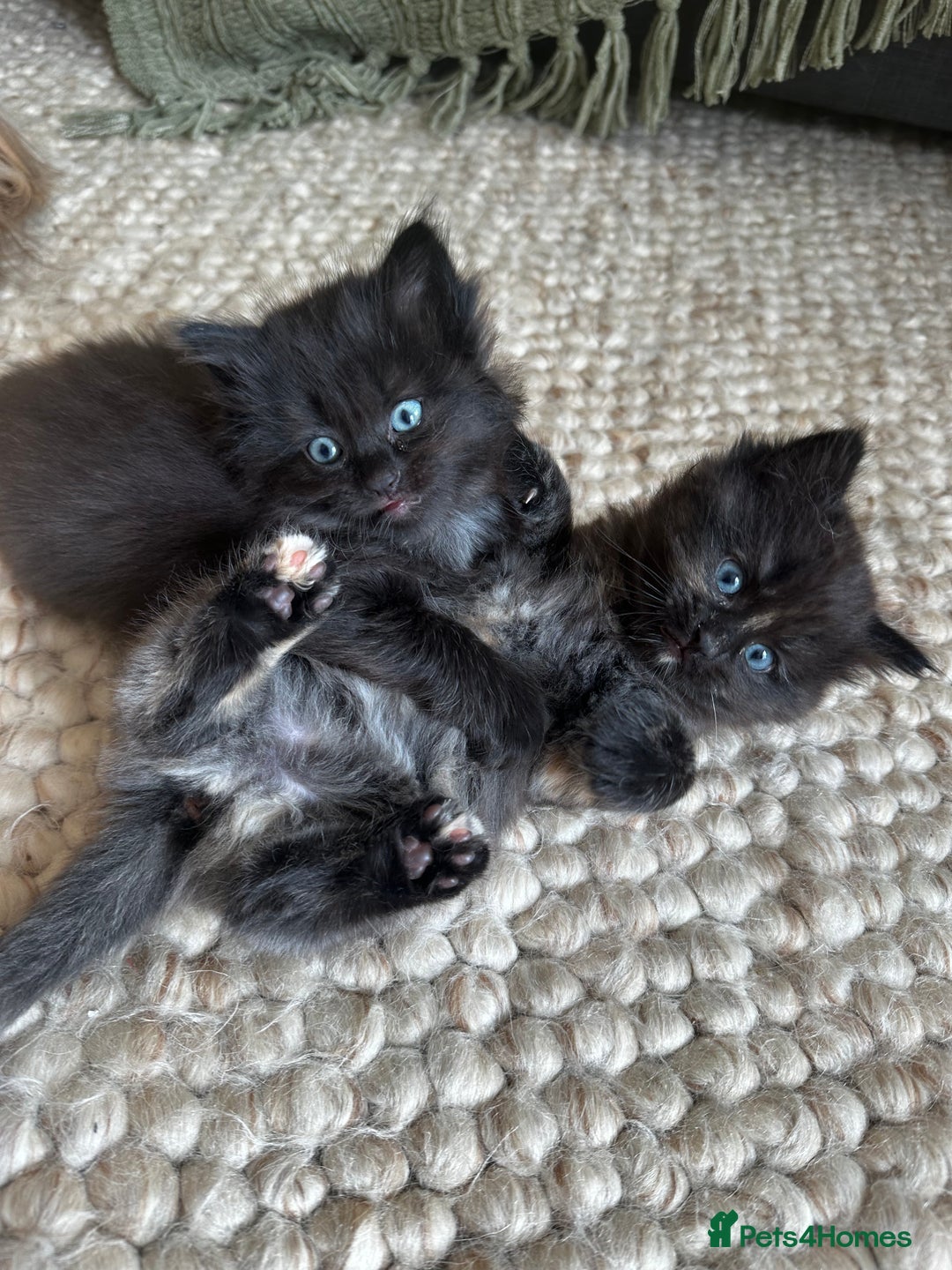 Ragdoll cats for sale: x4 adorable half ragdoll kittens ready to go soon - Image 8