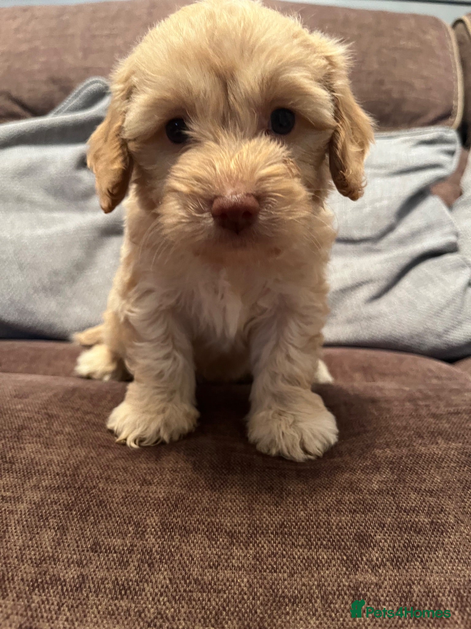 Cockapoo dogs 💙💗Gorgeous Cockapoo F1 Puppies  - Advert 1