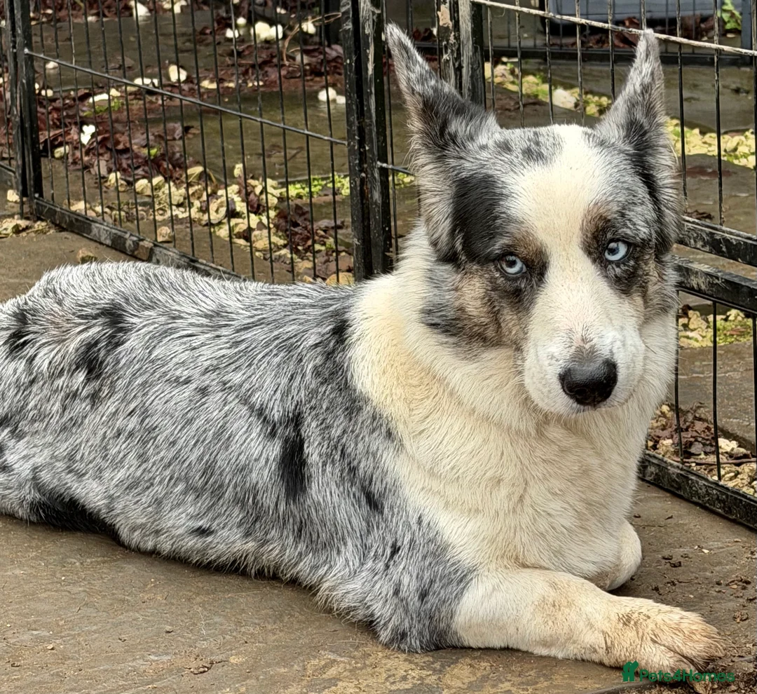 Welsh Corgi Cardigan dogs for adoption: MICHELLE – Welsh Corgi Pembroke  - Advert 2