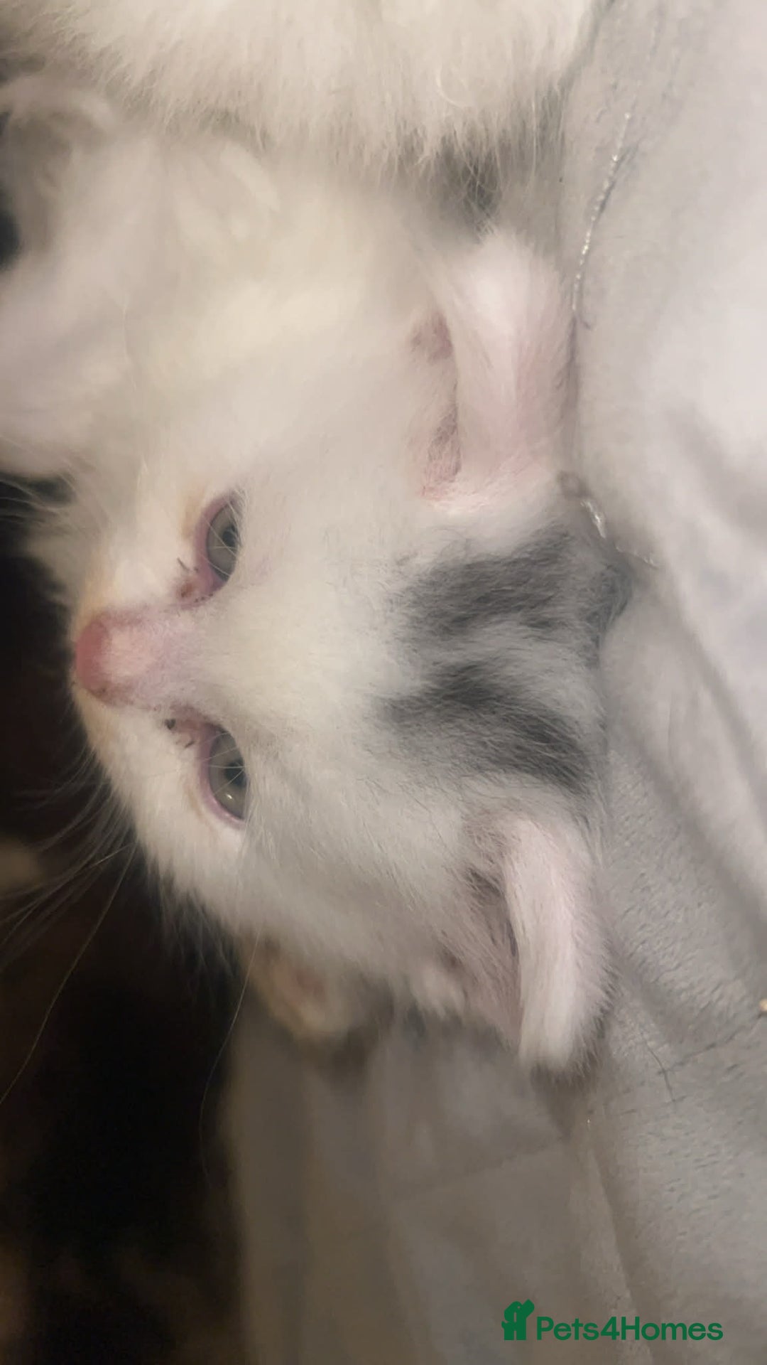 British Longhair cats for sale: BLH and BSH - Advert 8