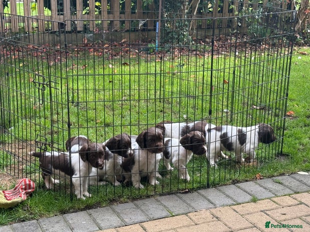 English Springer Spaniel dogs - Advert 15