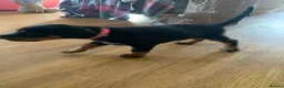 Dobermann dogs for sale: KC Registered big and strong Doberman puppies!! - Advert 19