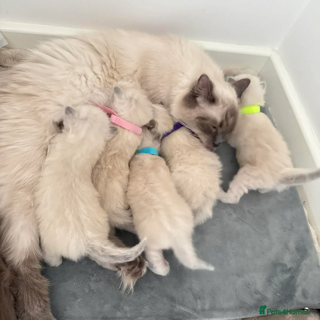 Ragdoll cats for sale: Ragdoll kittens for sale  in Barnsley - Advert 7
