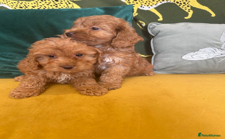 Cockapoo dogs - Advert 12