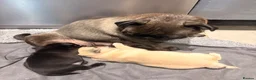 Pug dogs for sale: Beautiful pug puppies - Advert 1