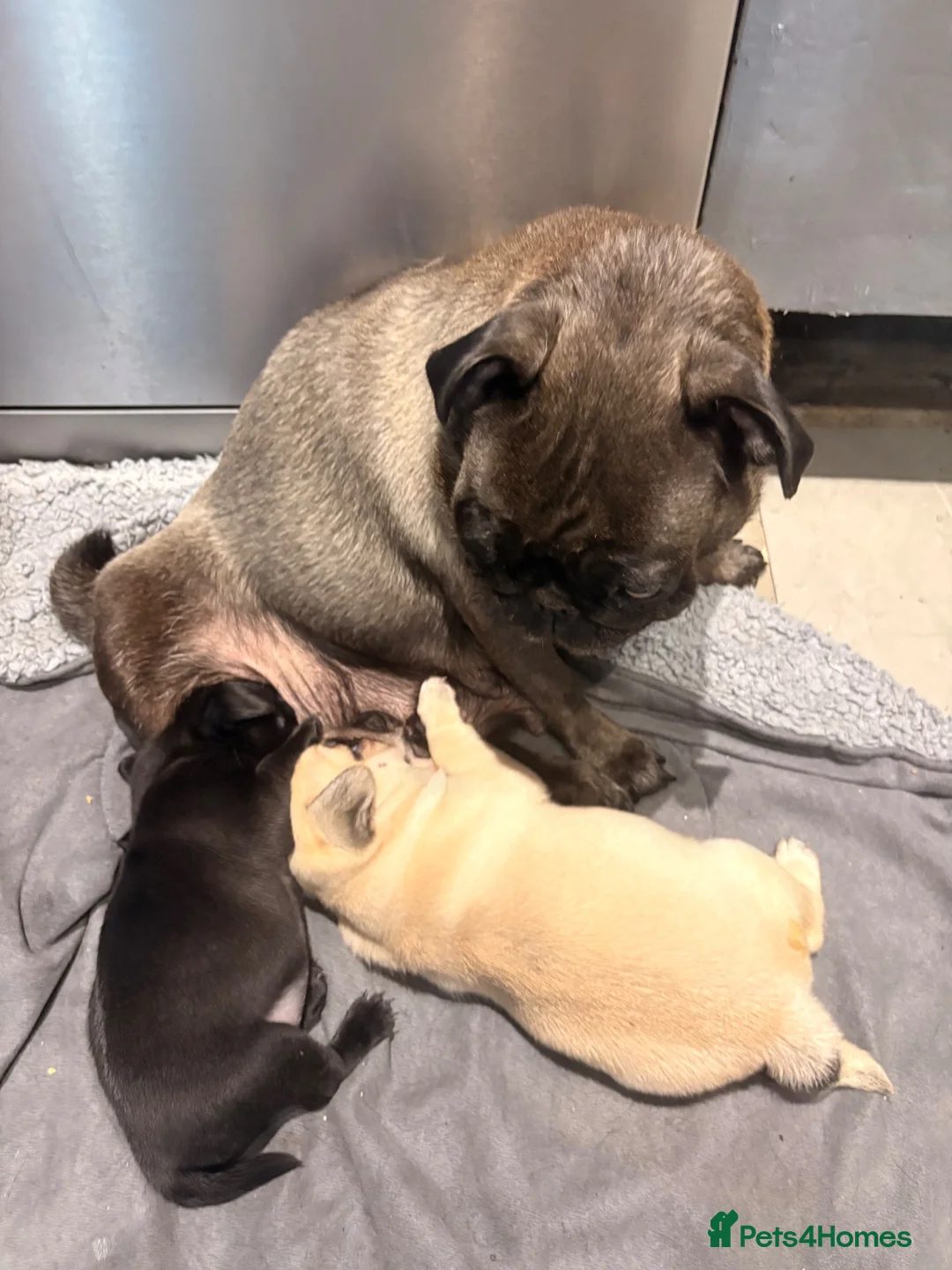 Pug dogs for sale: Beautiful pug puppies - Advert 1