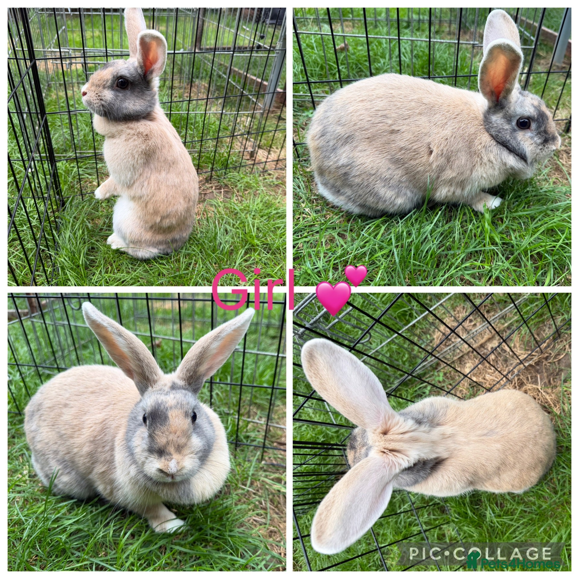 Mixed Breed rabbits Stunning Continental Giant crosses for new laps - Advert 5