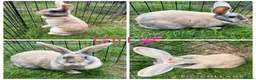 Mixed Breed rabbits for sale: Stunning Continental Giant crosses for new laps - Advert 4