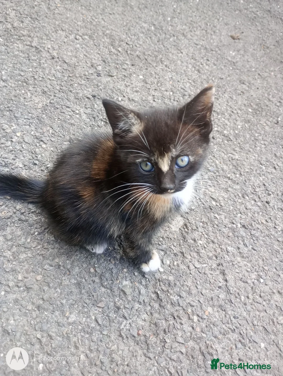Mixed Breed cats for sale: multicoloured kittens in Nottingham - Advert 2