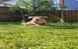 American Bully dogs for sale: Pocket bully  - Image 2