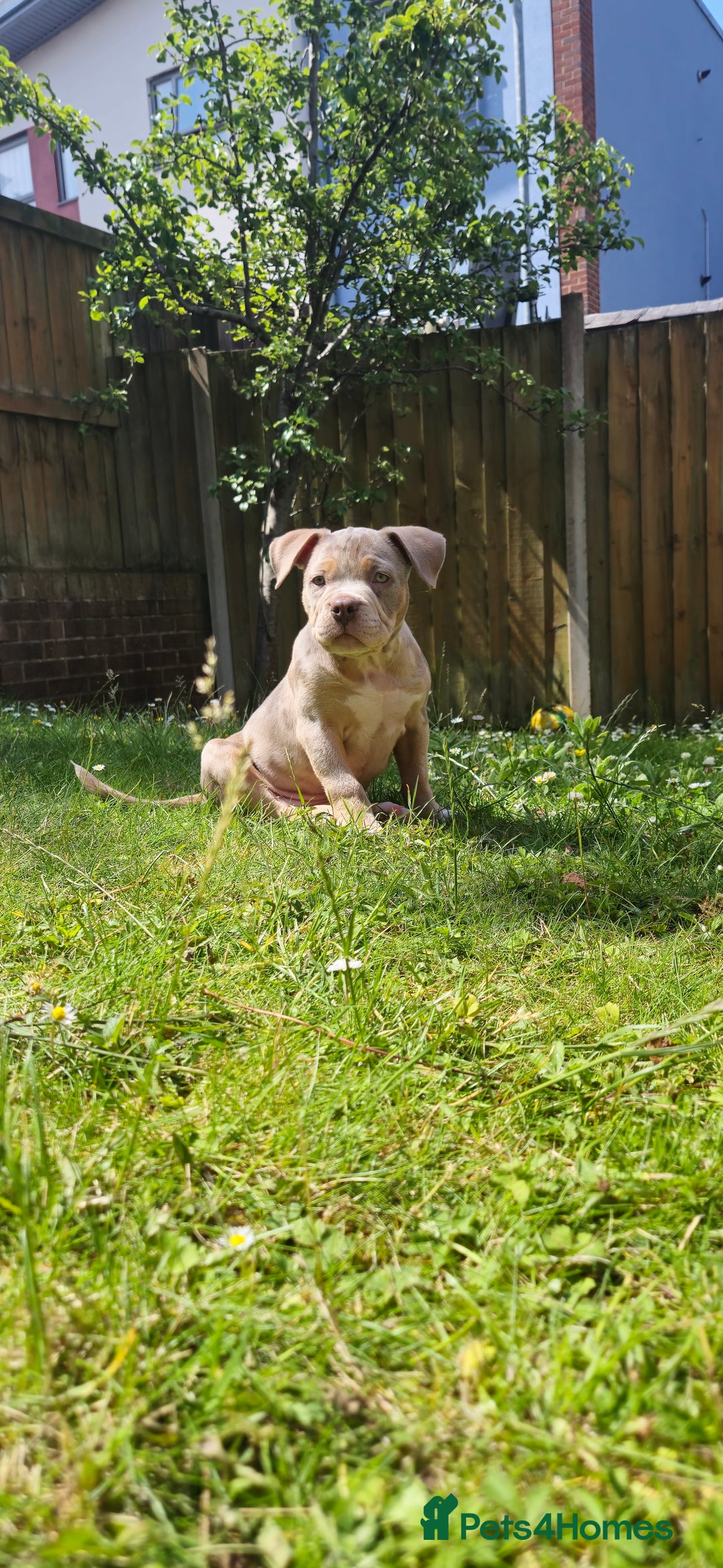 American Bully dogs for sale: Pocket bully  - Image 2