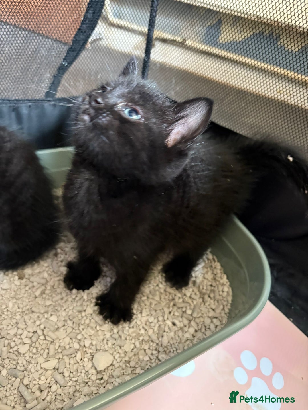 Mixed Breed cats for sale: Beautiful kittens ready for new homes now  - Image 8