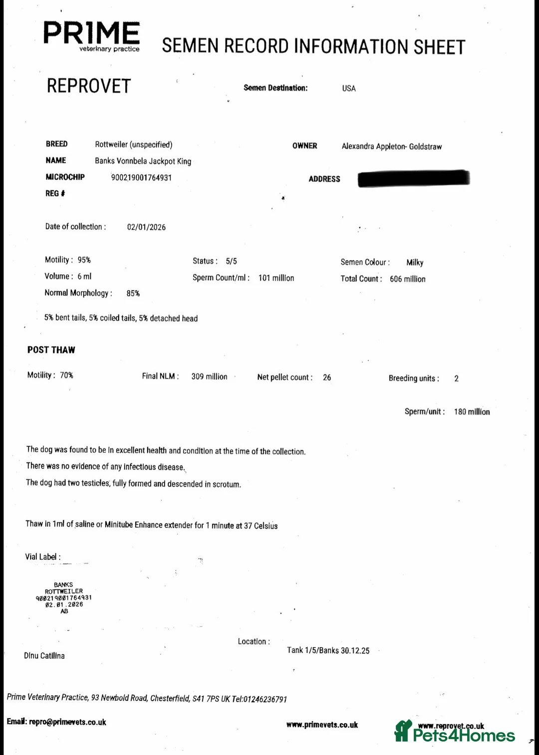 Rottweiler dogs for stud: BEAUTIFUL OLD TYPE BIG BONED ROTTIE! For stud in Mansfield - Advert 40