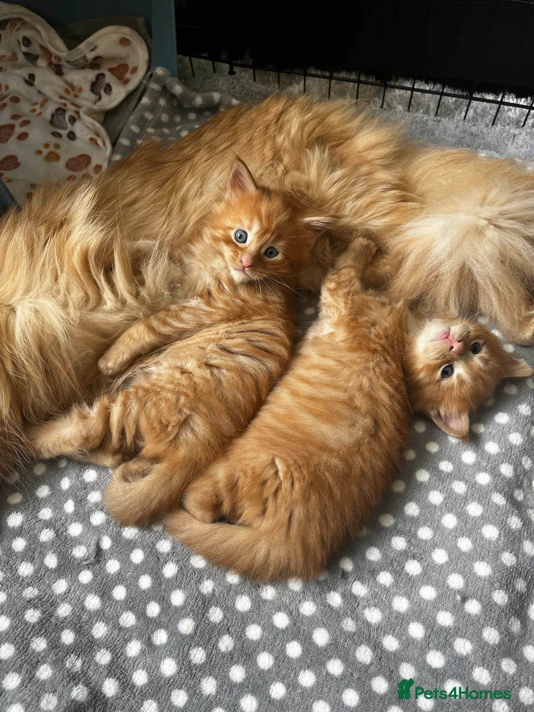 Maine Coon cats for sale: Majestic Fire Maine Coon Kittens - Advert 36