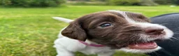 English Springer Spaniel dogs for sale: Stunning KC registered Springer Spaniel pups in Grantown-on-Spey - Advert 6